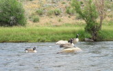 Canada geese.
