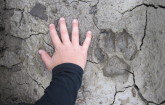 Small wolf track near river.