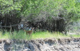 Whitetail deer fawn. Varney float.