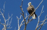 Bald eagle, above Varney.