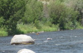 Black bear swimming in river at Palisades.