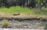 River otter grooming near Varney.