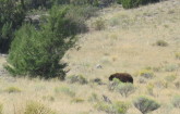 Black bear near Ruby Creek.