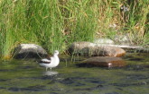 American avocet. Storey ditch.