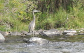 Blue Heron near McAtee bridge.