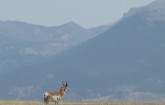 Buck antelope (pronghorn) below Storey ditch
