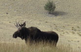 Bull moose near Ruby Creek.